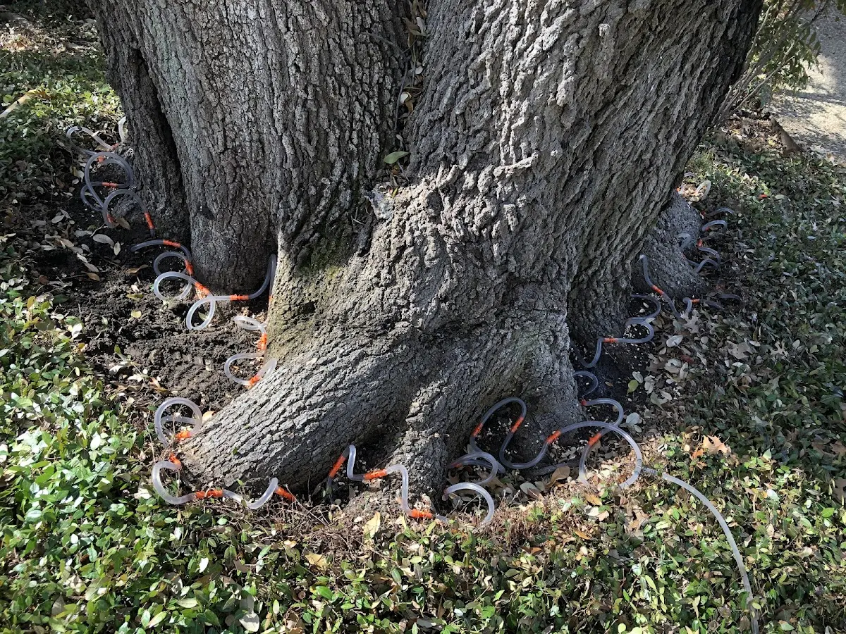 Detailed Tree Cabling and Bracing job site in Olivehurst