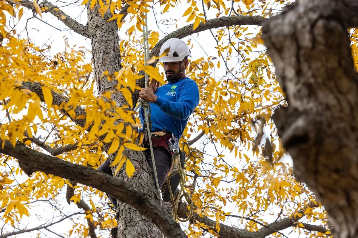 Skilled Tree Trimming crew working in Olivehurst